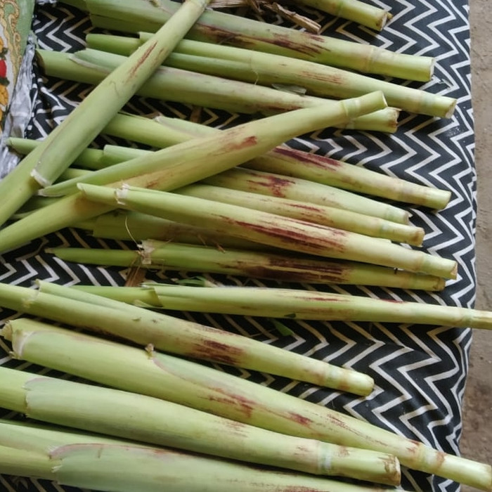 

turubuk telur turubuk segar fresh