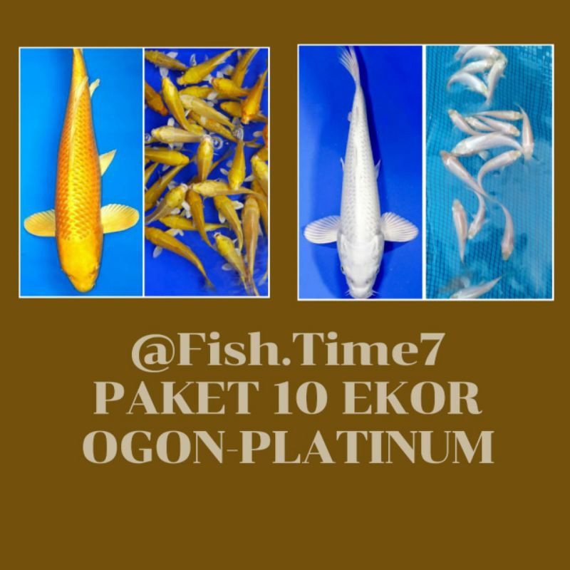 PAKET 10 EKOR PLATINUM DAN OGON MURAH MERIAH