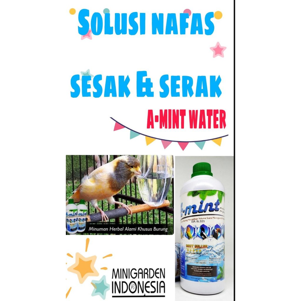 SOLUSI SESAK NAFAS SERAK PENYAKIT PERNAFASAN BURUNG MINT WATER air minum segala jenis burung