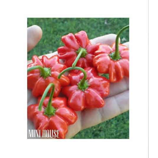 BIJI BIBIT BENIH CABAI / BIJI CABAI UNIK