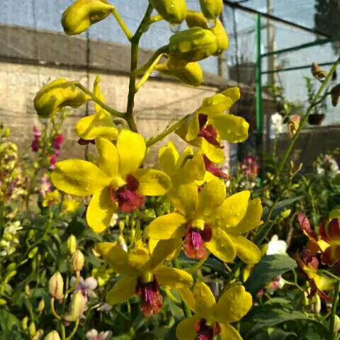 anggrek dendrobium thongcai