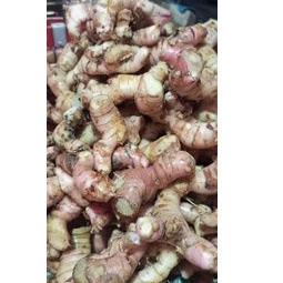 lengkuas / laja 1kg freesh