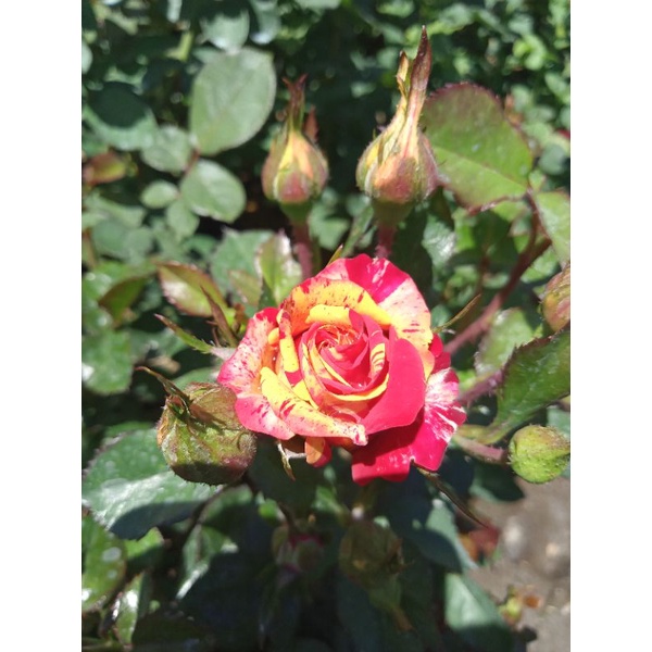 Tanaman hias bunga indukan bunga mawar batik pelangi