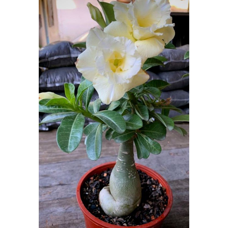 

BIBIT BUNGA ADENIUM KAMBOJA JEPANG BUNGA PUTIH