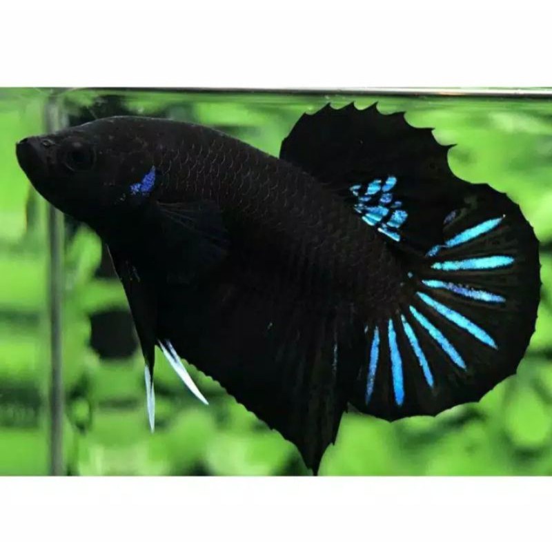 ikan cupang plakat black king jantan
