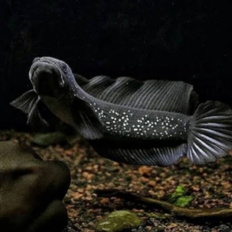 ASIATIKA WS PURE GEN GONDRONG MUTIARA BANYAK  BELI 1 GRATIS 1