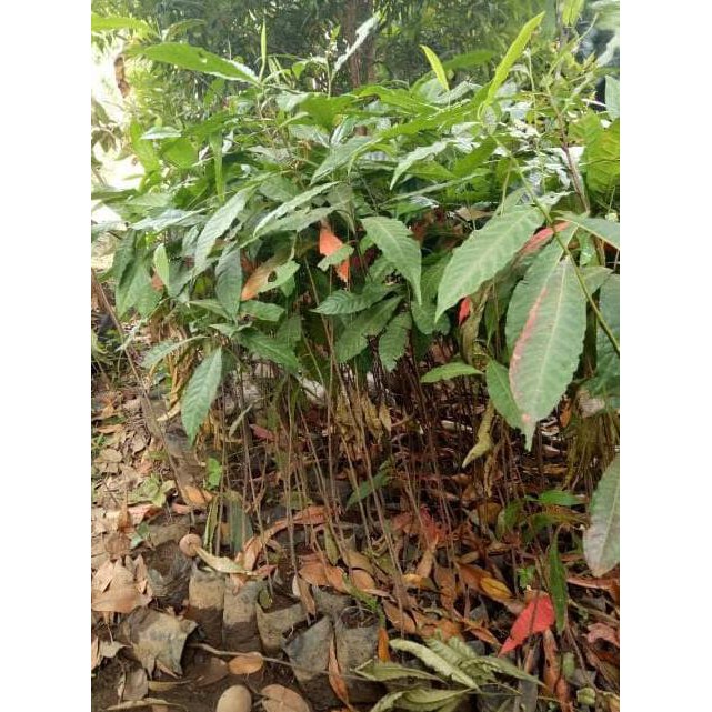 *_$1 BIBIT TANAMAN POHON KAYU JENITRI GENITRI SUPER #_*