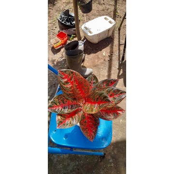 aglaonema reanita surya jumbo dan roset