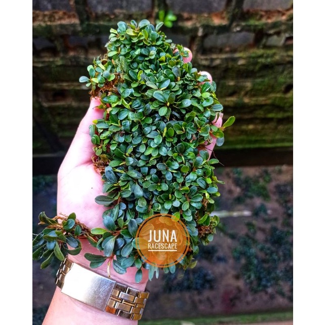 BUCE SP MINI GRAD A (MURAH PARAH) BUCEPHALANDRA AQUASCAPE / NAMPAN 21x16 CM