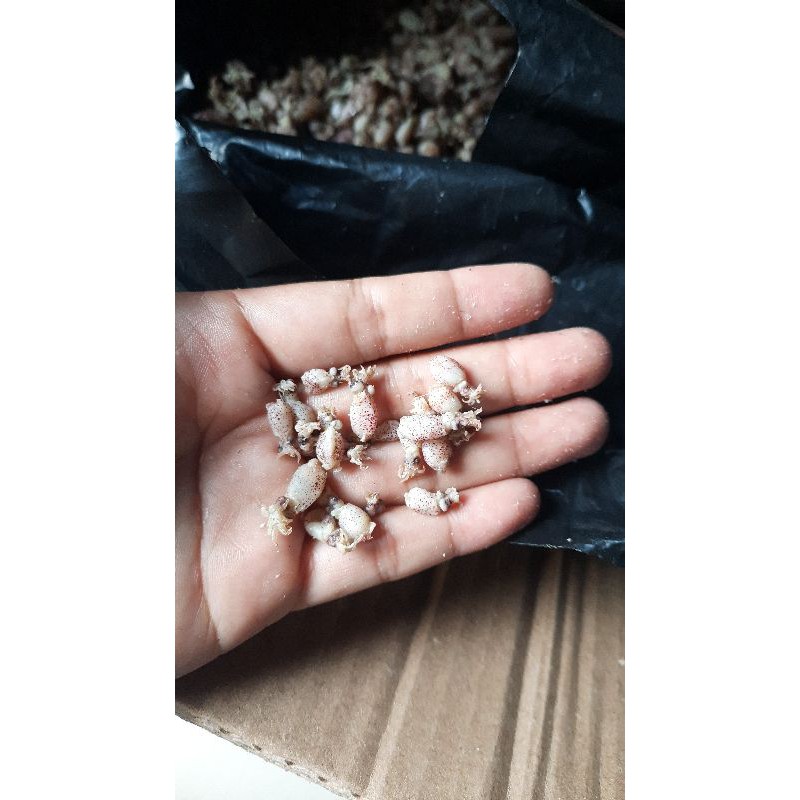 

baby cumi asin 0,5 cm - 2 cm berat 1kg termurah