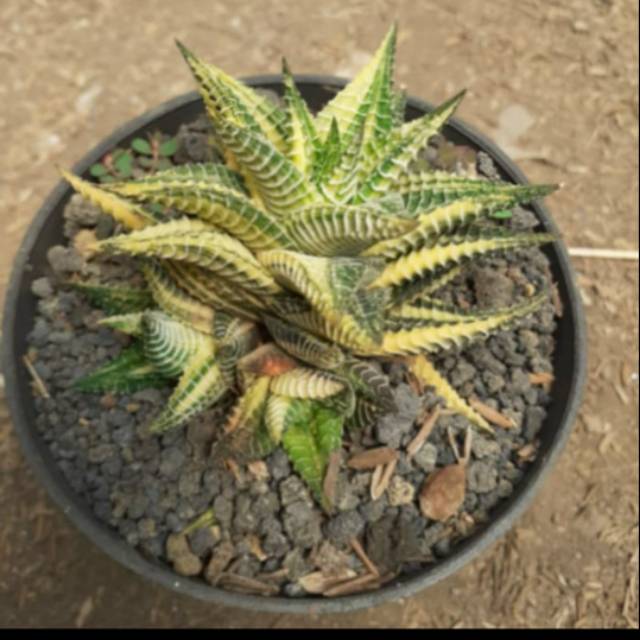 Haworthia hybrid variegata