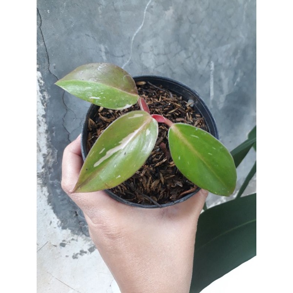 philodendron white knight