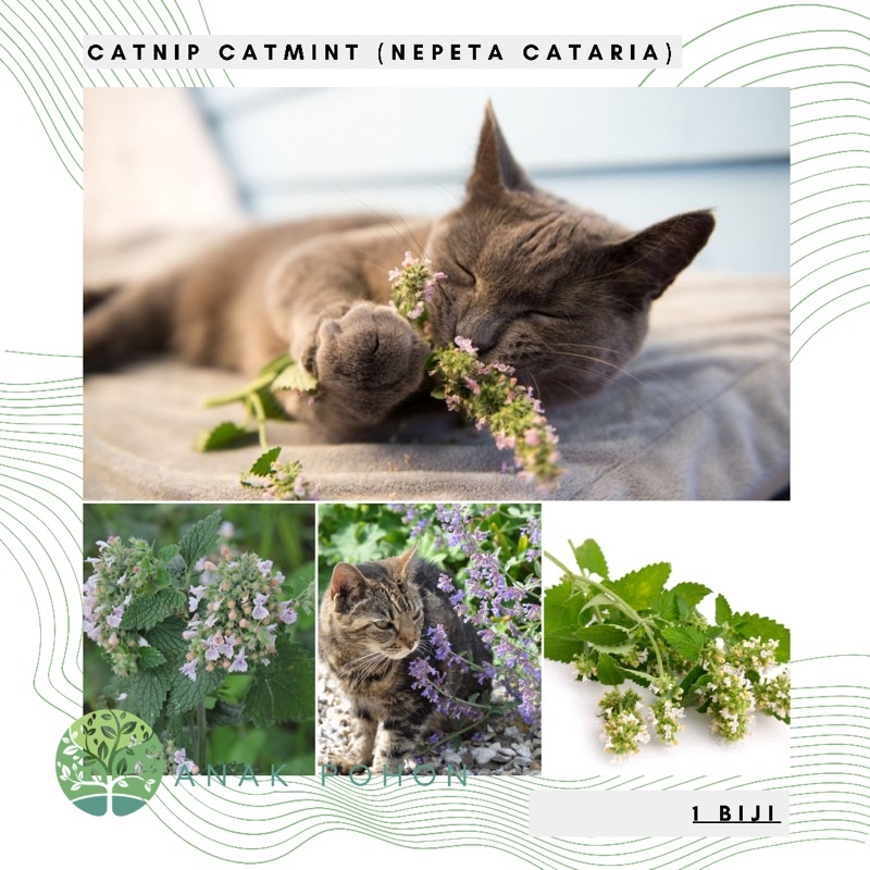 Benih Bibit Biji - Catnip Catmint Herbs (Nepeta cataria) SUPER - IMPORT