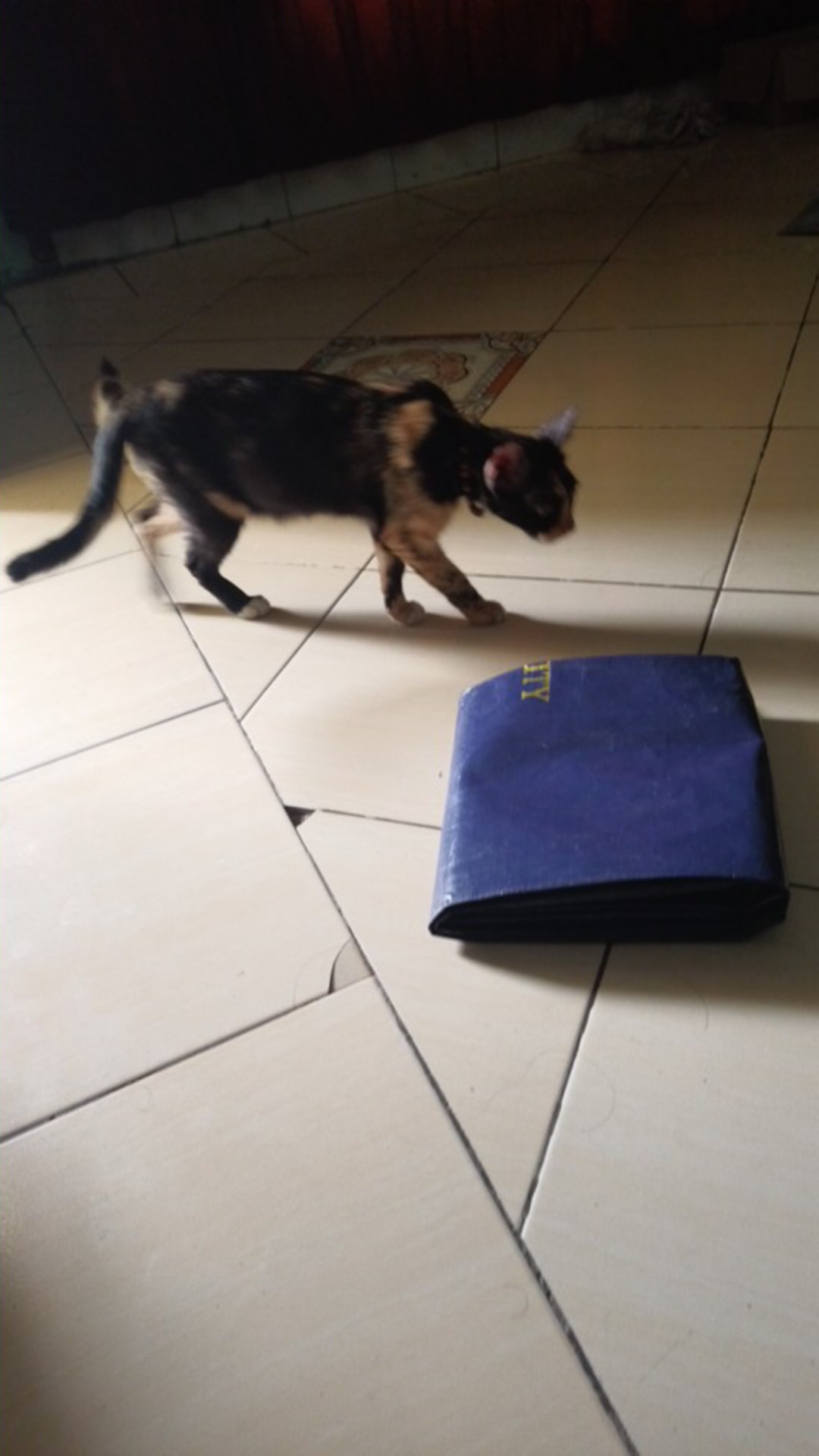 Terpal Kolam (a5) 150x50x25 Original Korea