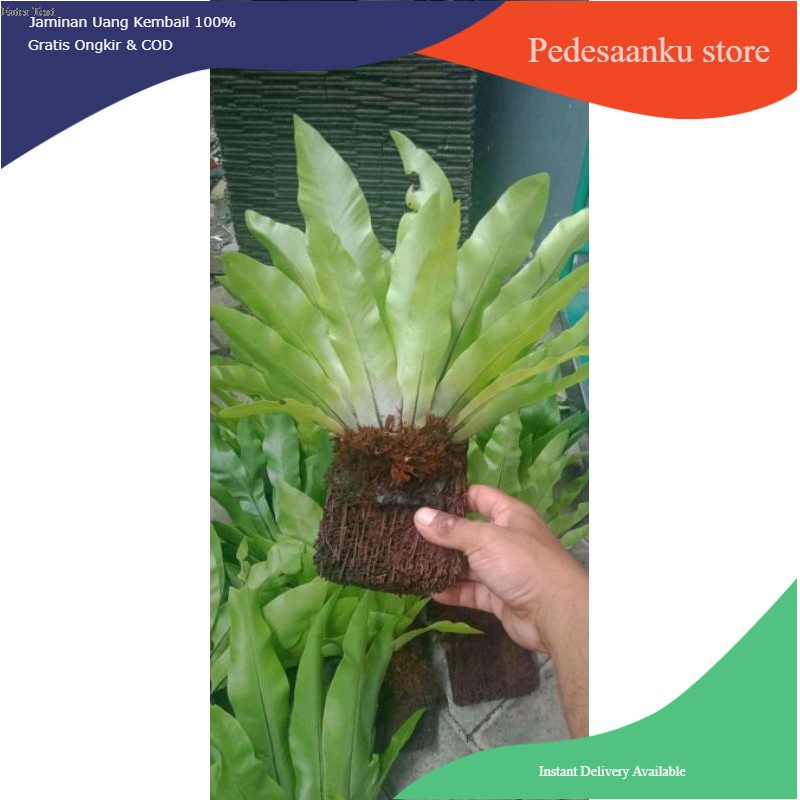 kadaka lokal / kadaka biasa / kadaka tempel