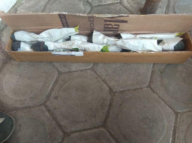 Tanaman Hias Daun Bibit Pangkas Kuning