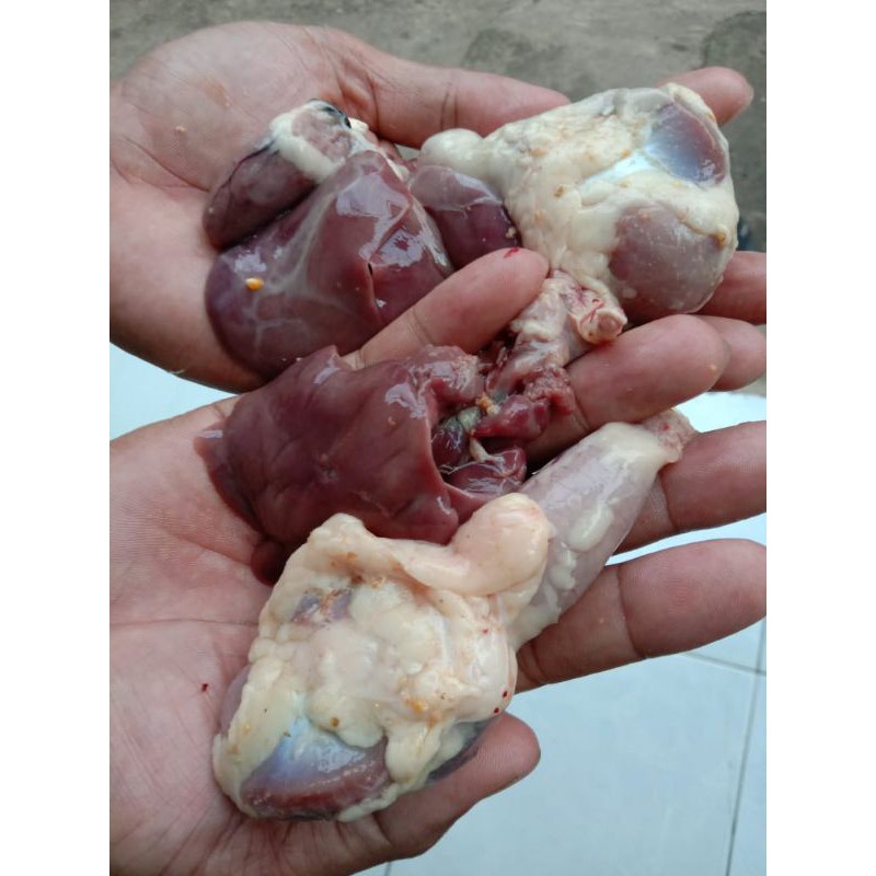 

Hati Ampela Gandeng dan Jantung