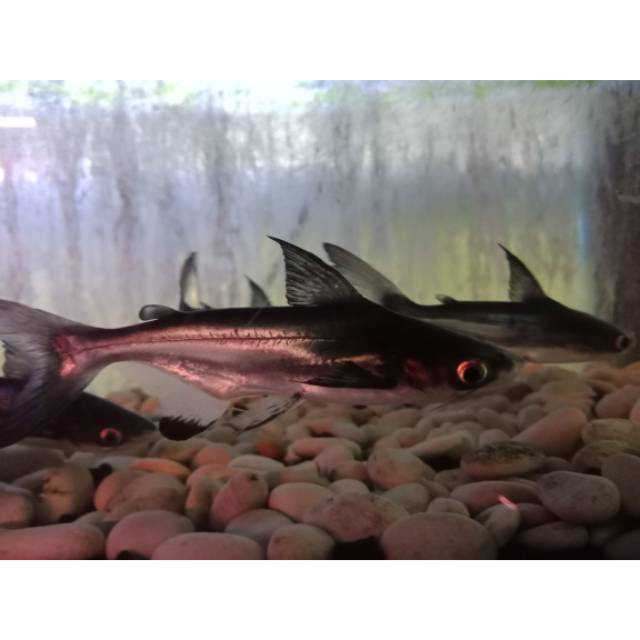 540 Koleksi Ikan Air Laut Hiu Gratis Terbaik