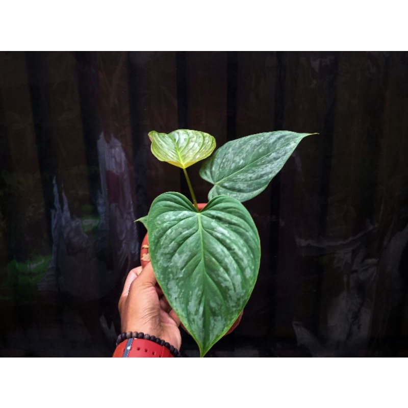 philodendron sodiroi