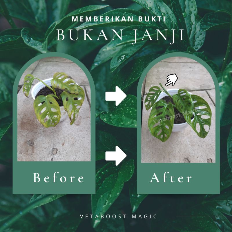 Pupuk Organik Cair Tanaman Hias Semua Jenis 3 Free 1 Liter VETABOOST MAGIC Bukan Pupuk NPK Mutiara 1