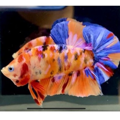 male HMPK KOI NEMO MULTICOLOR