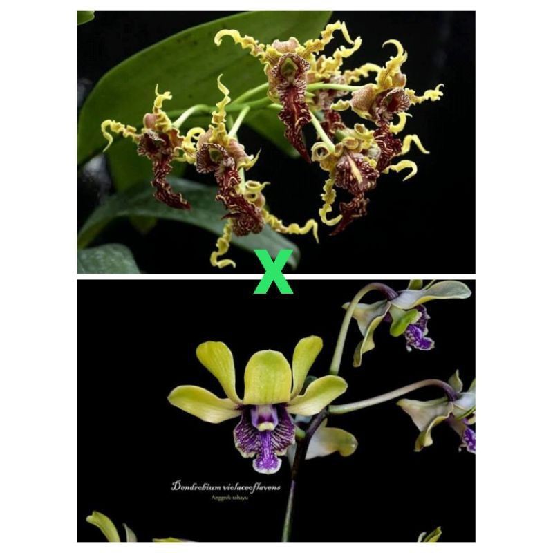 Anggrek dendrobium spectabile x violaceoflavens remaja