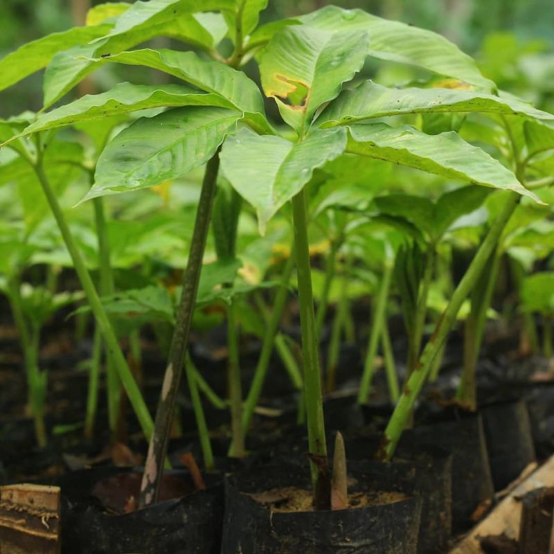 BIBIT PORANG POLYBAG BIBIT UNGGUL