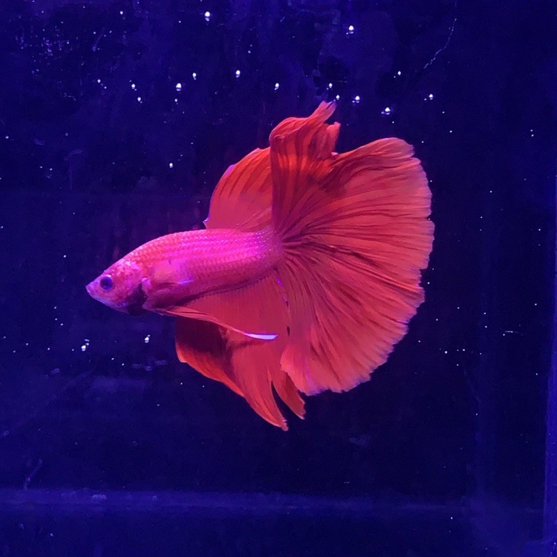 

HALFMOON SUPERRED