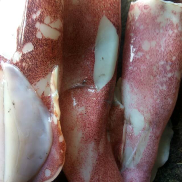 Cumi segar 500 grm/ freshfood bandung