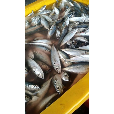 

selayang dencis