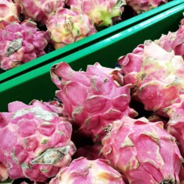 

Buah naga merah per kilo