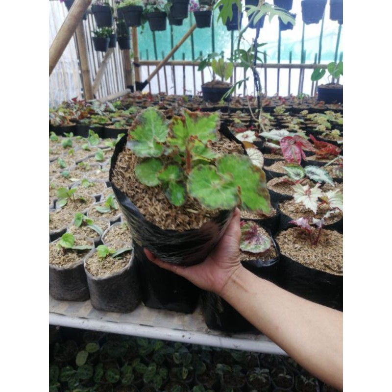 Tanaman Hias Bunga Begonia Keong hijau.