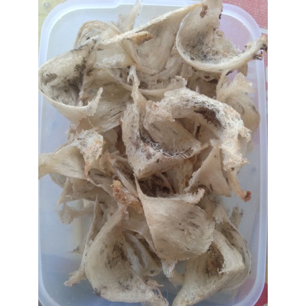 sarang burung walet 100% asli