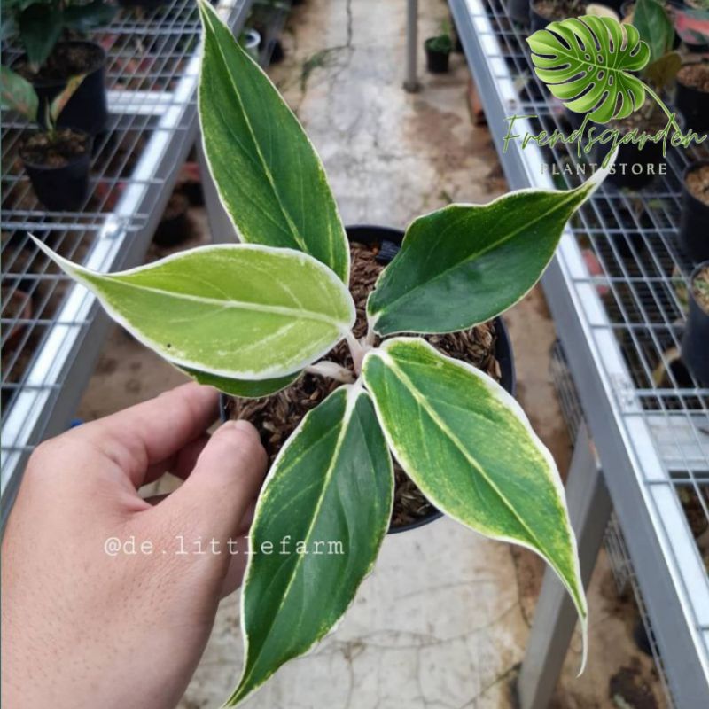 Tanaman hias aglonema lipstik white - Aglonema lipstik putih