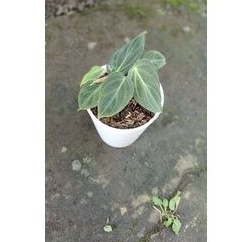 philodendron splendid