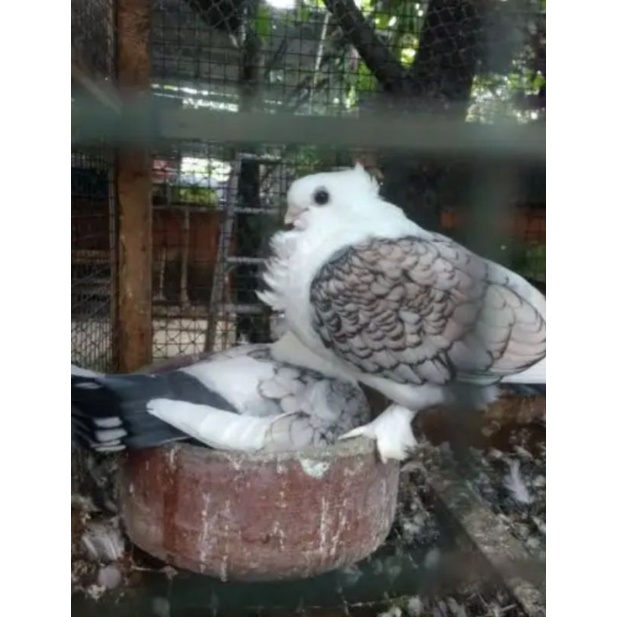 telur merpati santinet asli (untuk ditetaskan)