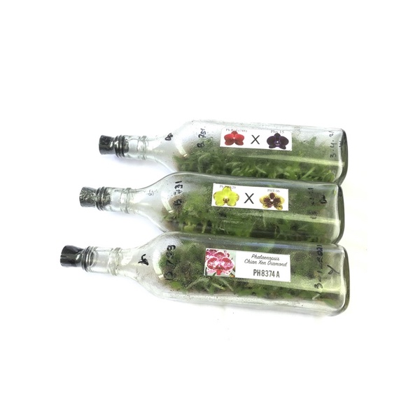 Benih Bibit Anggre Bulan Botol Besar | Anggrek Bulan botolan | Anggrek Botolan | Anggrek Bulan