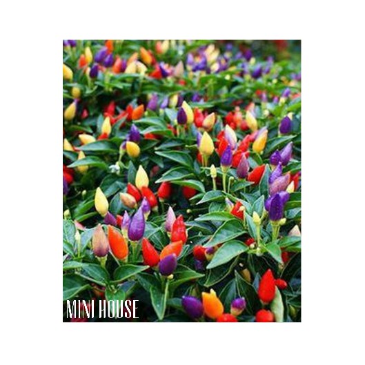 BIBIT BIJI BENIH POHON CABE WARNA WARNI