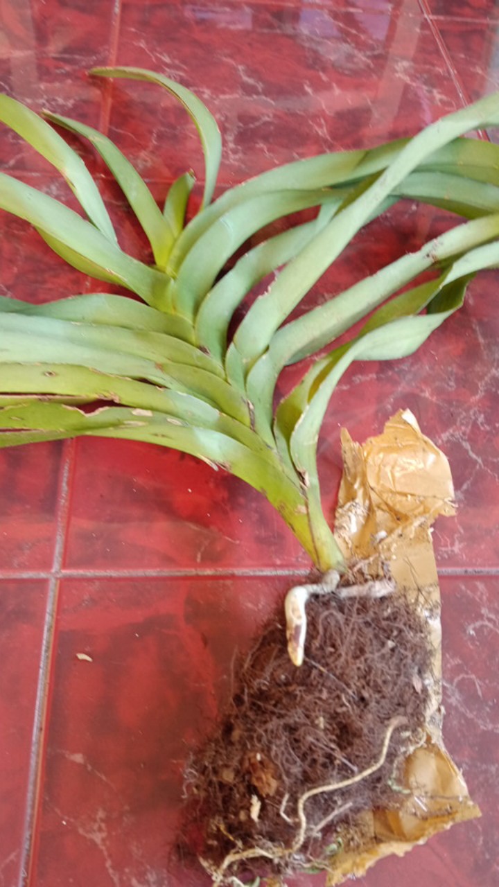 Anggrek Vanda Dewasa Jumbo (tricolor)