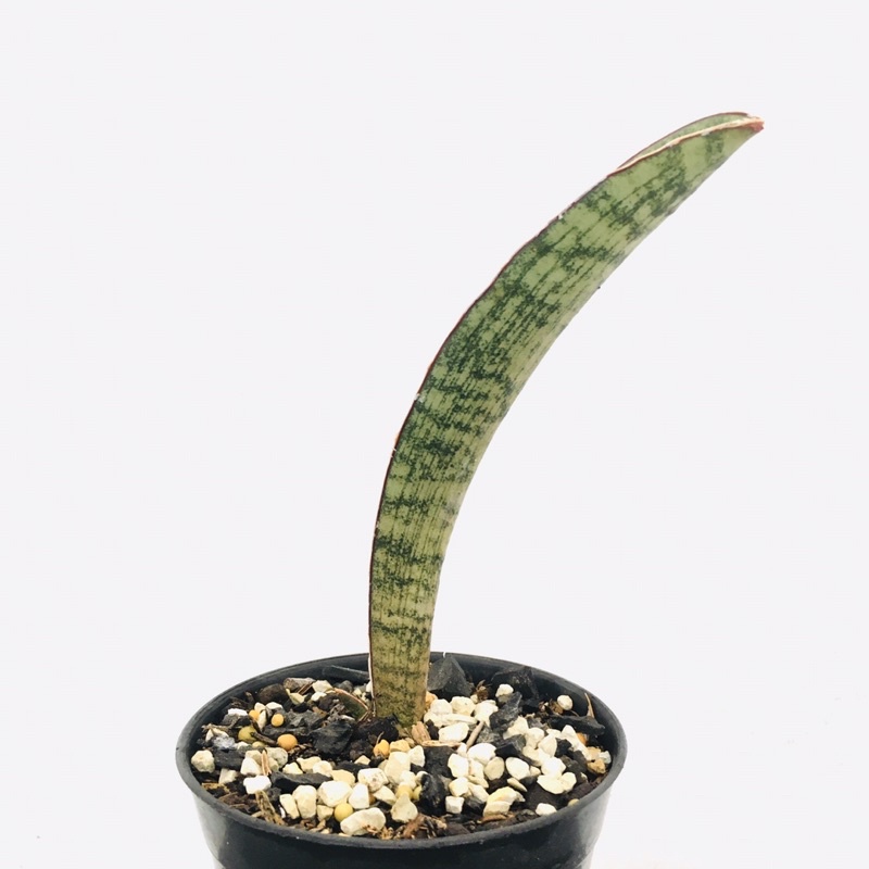 Tanaman Hias Koleksi Sansevieria Halli Lundi