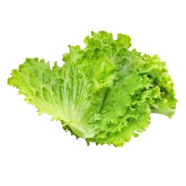 

SAYUR SELADA KERITING PER PACK