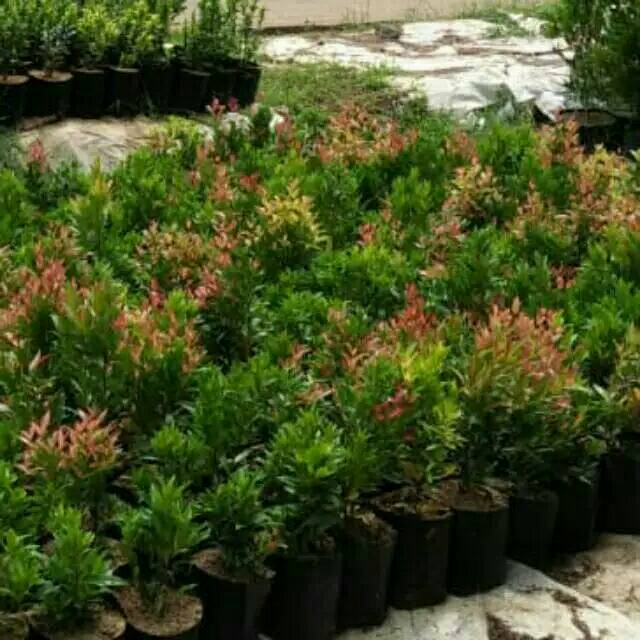 

bibit pucuk merah oliana