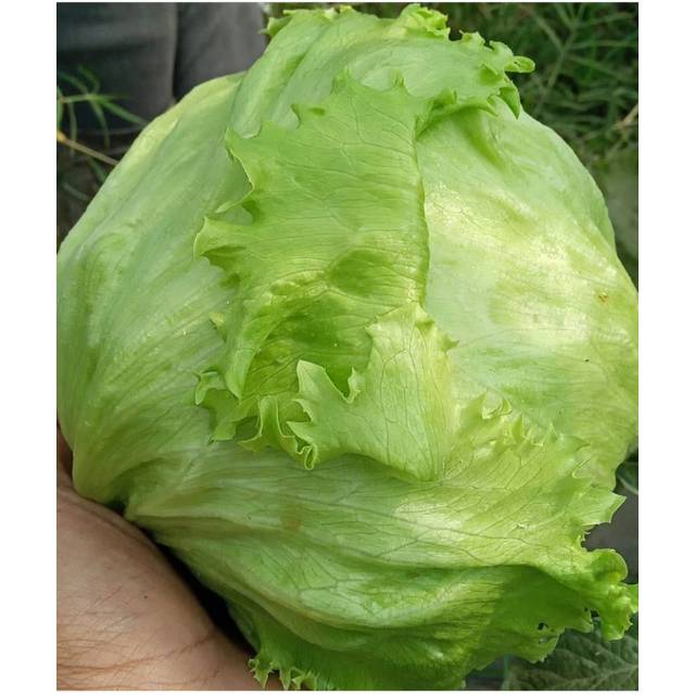 

Lettuce