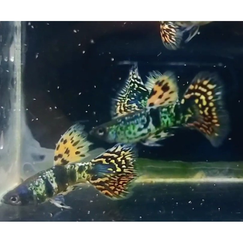 PROMO 2 PASANG YTKC MEGA DORSAL (YELLOW TIGER KING COBRA) GRADE A