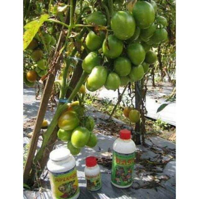 Budidaya Tomat Nasa / POC NASA / HORMONIK / SUPERNASA (Nasa Original)