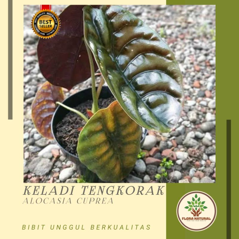 Tanaman hias keladi tengkorak tanaman keladi