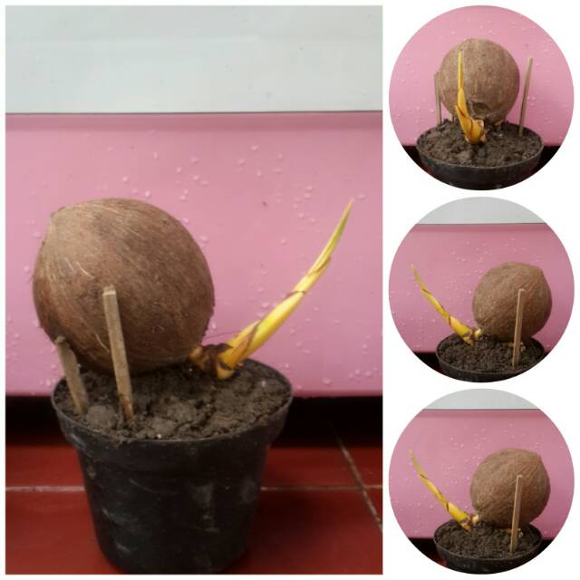 Bahan bonsai kelapa gading