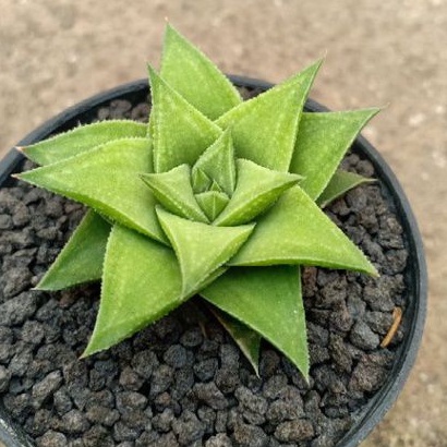 Haworthia manda's hybrid