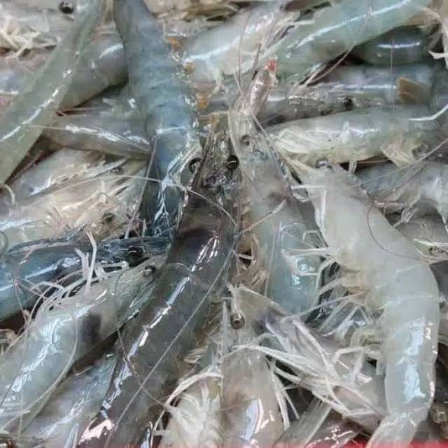 

Udang Vaname Fresh 250gr