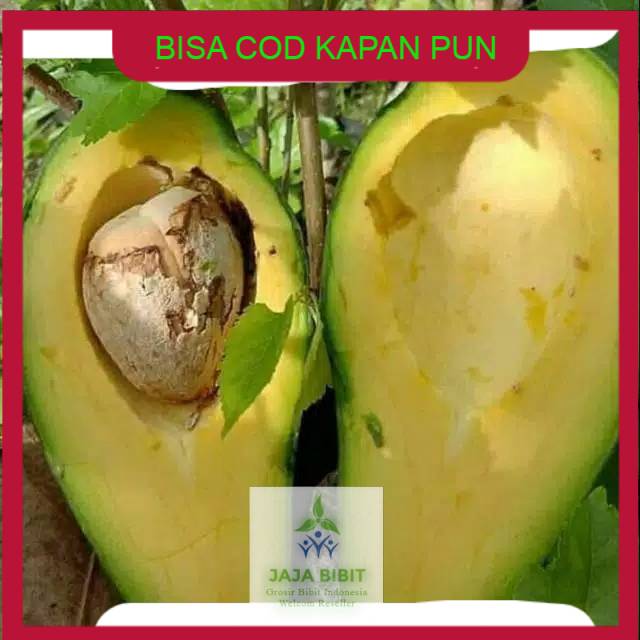 Bibit Tanaman Buah anggur bunga berkwalitas dan murah